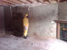 mold removal cost calgary