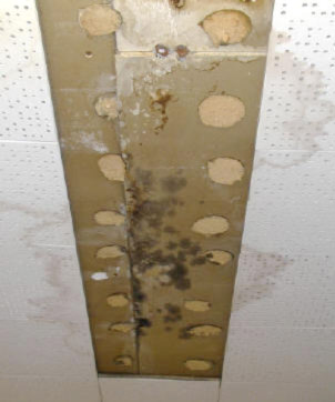 mould removal certification canada