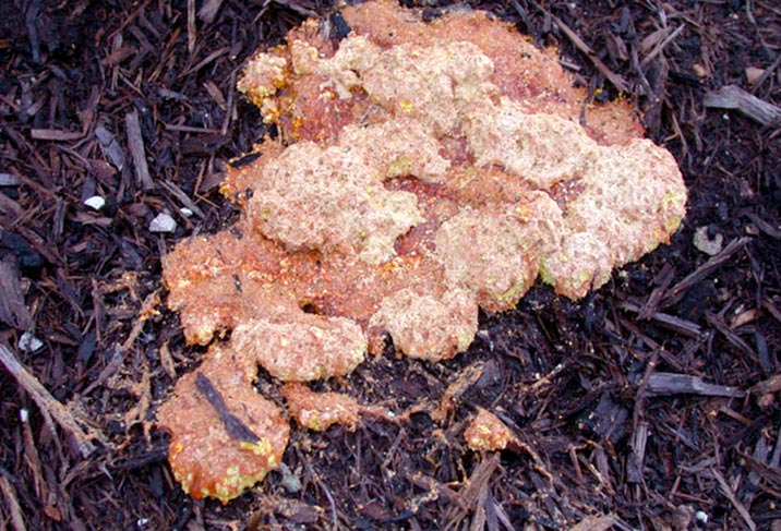orange powdery fungus