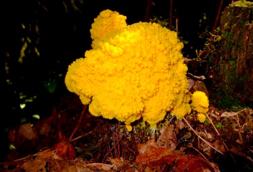 orange powdery mushroom
