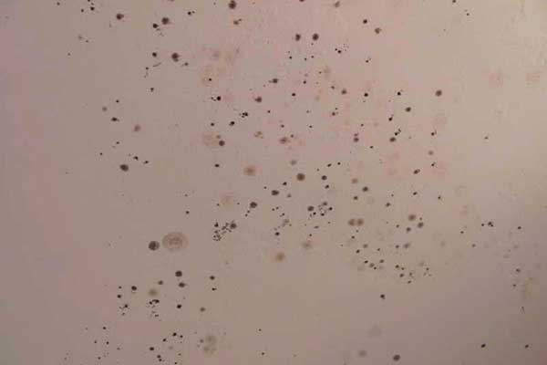 remove mold from bathroom walls
