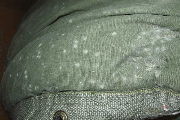 removing mold from clothes with baking soda