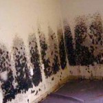 How to Clean Black Mold Off the Walls