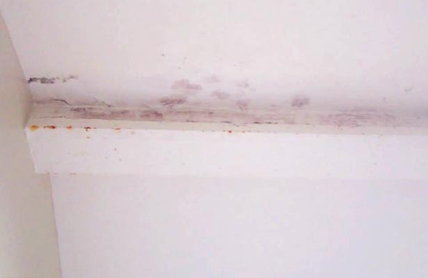 dangers of black mold in bathroom
