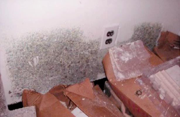 get rid of mold and mildew
