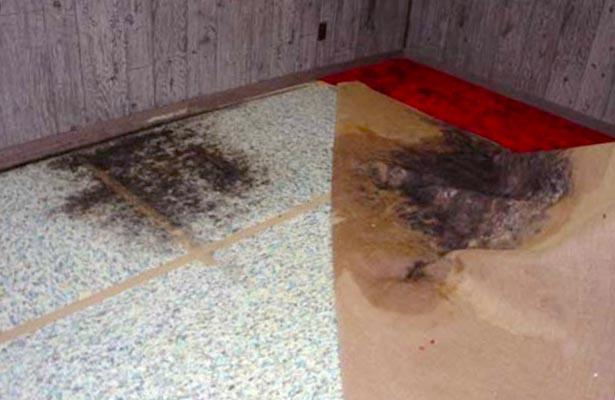 get rid of mold in carpet