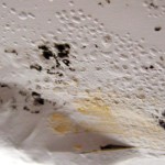Here’s How Can You Tell if Mold is Toxic