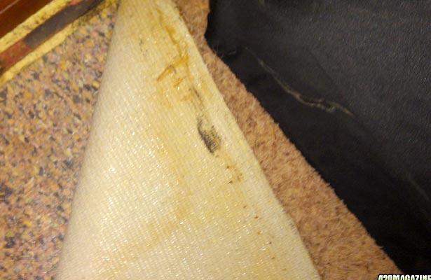 how can you tell if you have black mold