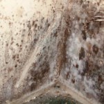 how do you know if you have black mold in your apartment