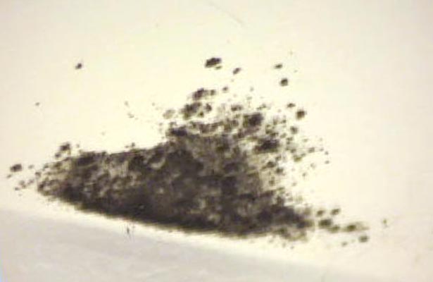 how do you tell if you have black mold