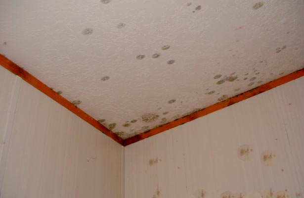 how to clean mold around and above shower