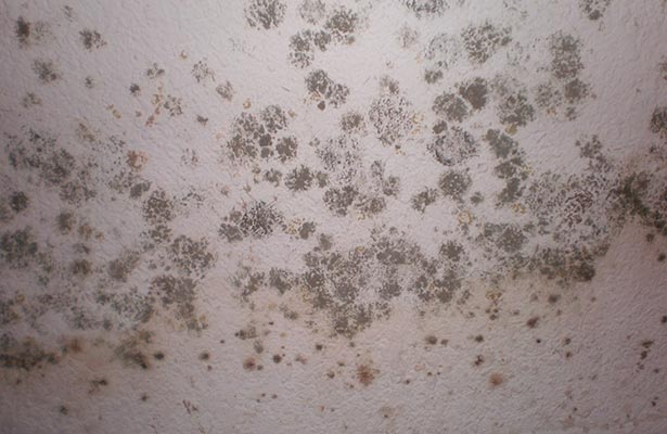 how to keep mold off the shower curtain