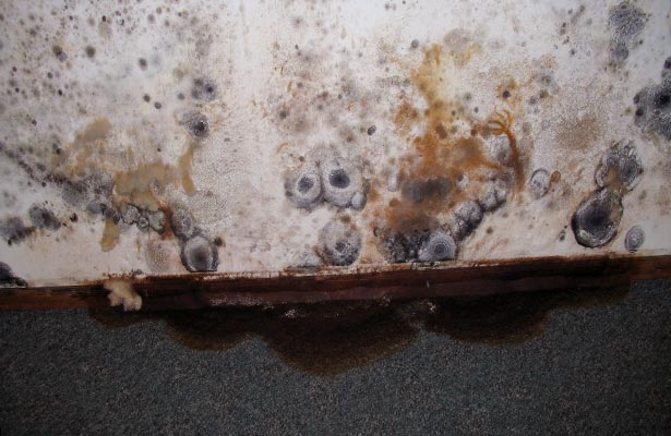 mold and mildew home depot