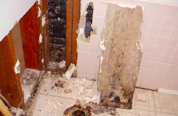 side effects of black mold exposure in home
