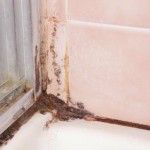 Get Rid of Black Mold and Mildew in Shower Grout