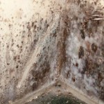 How Harmful is Mold in Your Home
