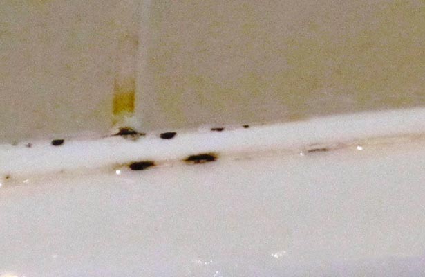 cleaning mold on caulking in shower