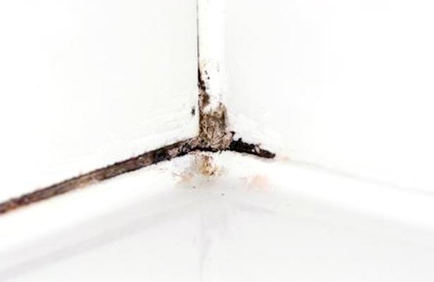 how to get rid of shower mildew