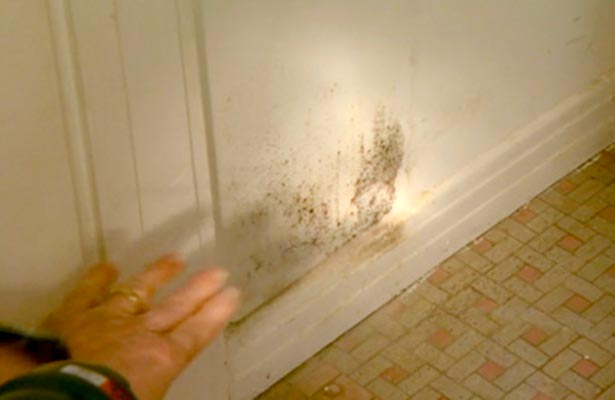 what cleans mold and mildew in shower