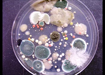 Black Mold in Petri Dish Identified Pics