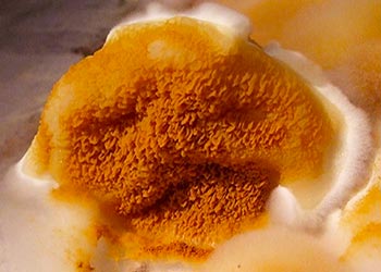 Dry Orange Mold Spores on Drywall and Wood Plants