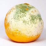 Orange Mold And Penicillin