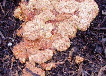 mold in compost pail