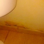 Orange Mold Around Toilet