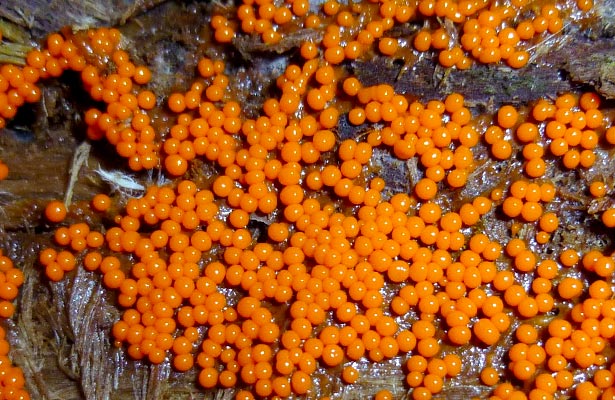 orange fungus in vegetable garden