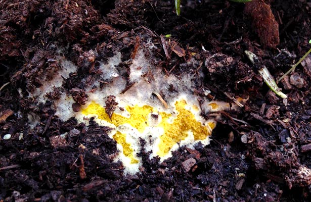 orange fungus on blackberry plants