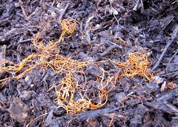 orange tubular fungus growing mulch