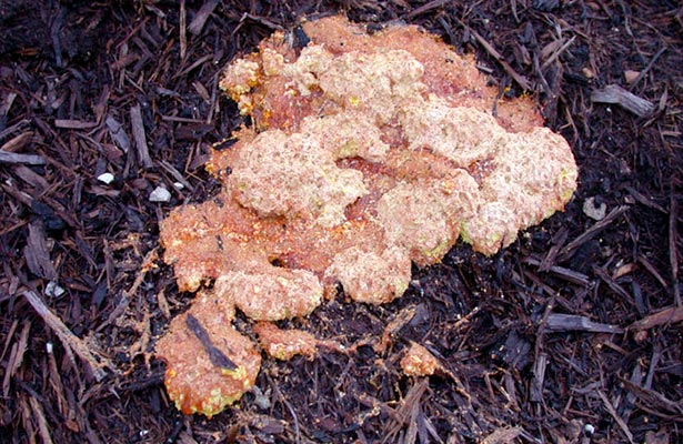 yellow orange fungus in mulch