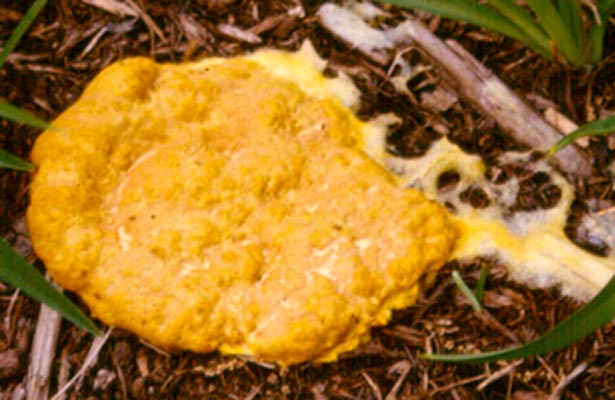 yellow-orange mold on mulch