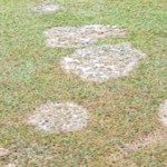 All You Need to Know About Orange Colored Grass Mold