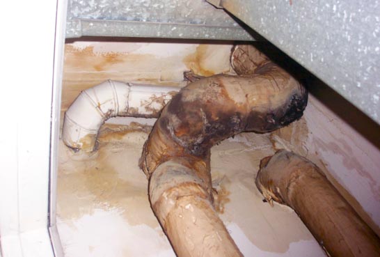 Common Mold in Homes