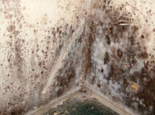 health symptoms of mold in your home
