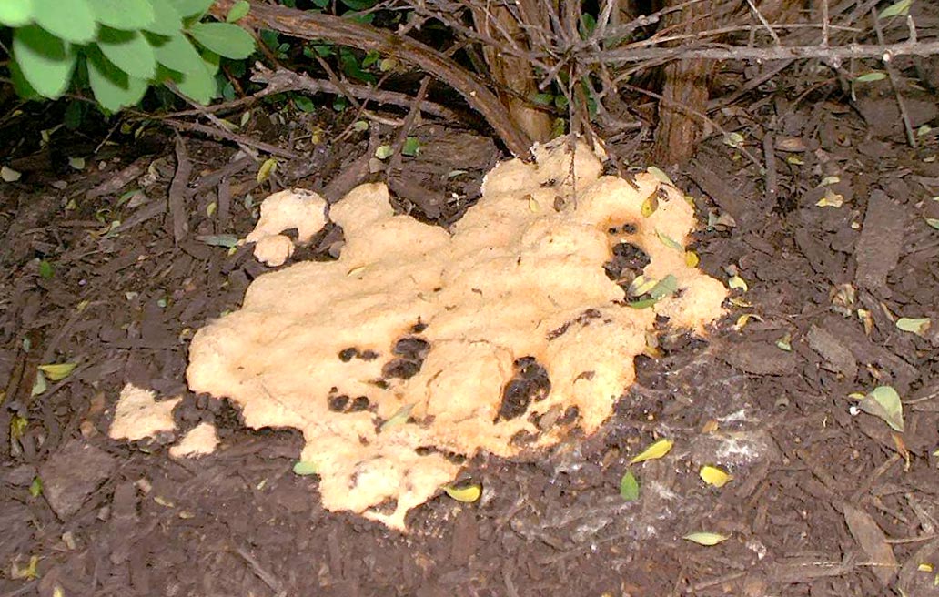 white mold growing in mulch