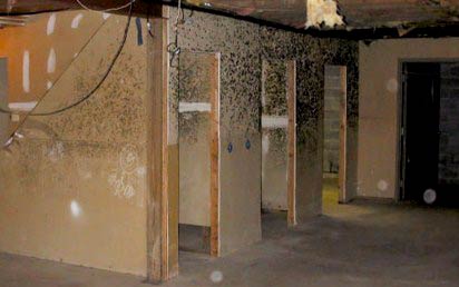 How to Recognize and Get Rid Mold Spores in Home