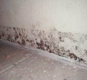 how to clean mold in house