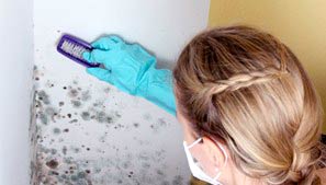 how to get rid of mold in a basement