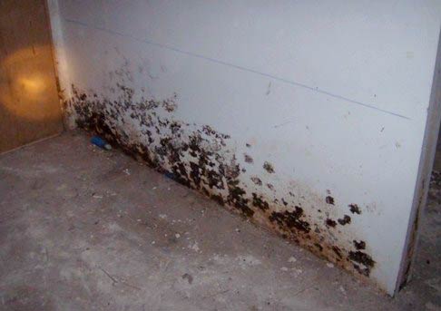 how to remove mold from basement walls