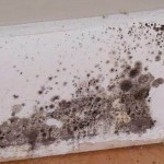 How To Tell Mold is Toxic