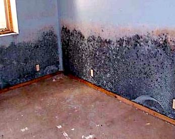 Is Black Mold Bad For You