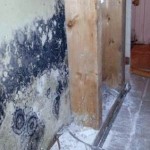 Is Black Mold Harmful to humans health