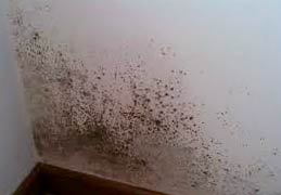 Pictures Of Black Mold