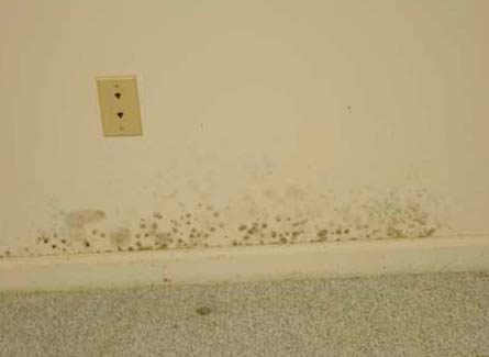 pictures of black mold on drywall