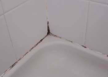 How To Get Rid Of Black Mold In Bathroom