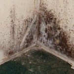 The Effects Of Mold In Your Home