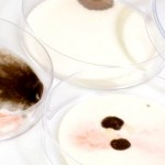Testing For Black Mold In Your Home