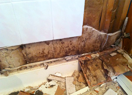 Black Mold Behind Shower Walls
